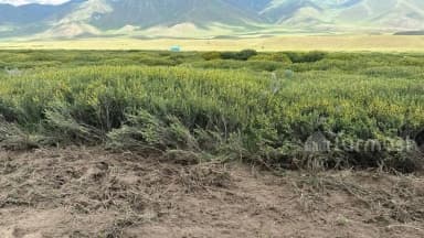На жайлоо Суусамыр начали уничтожение сорняков, заполонивших пастбищные территории