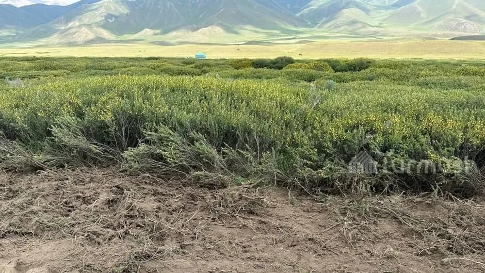 На жайлоо Суусамыр начали уничтожение сорняков, заполонивших пастбищные территории