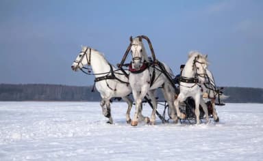В России решили развивать скачки на русских тройках