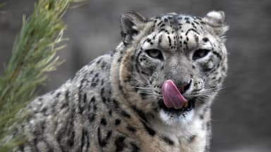 Кыргызстан передал снежных барсов Алтаю для восстановления популяции