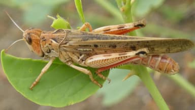 В Кыргызстане испытали биоинсектицид против саранчи