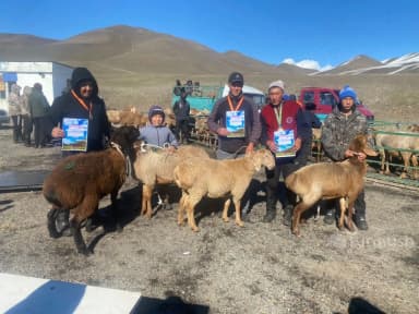 В Суусамыре прошла выставка породистого скота — названы имена победителей