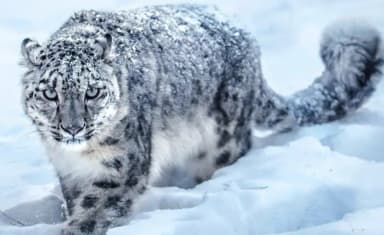 Снежный барс – национальный символ Кыргызстана