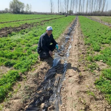 Урожай лука в Чуйском районе принес фермеру свыше 2 млн сомов